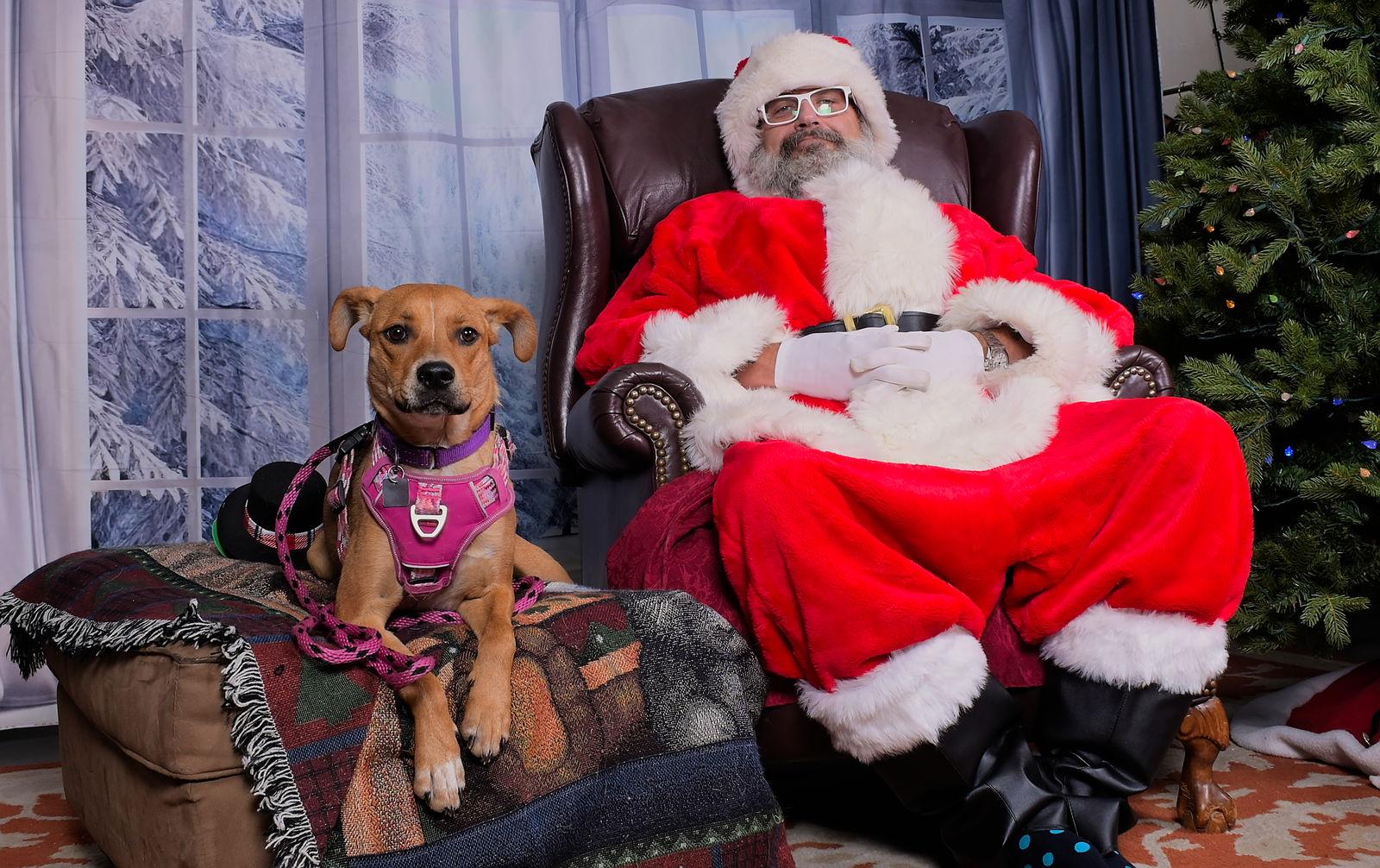 Dreamy, a Adoptable mixed breed in Evergreen, CO image 2/3