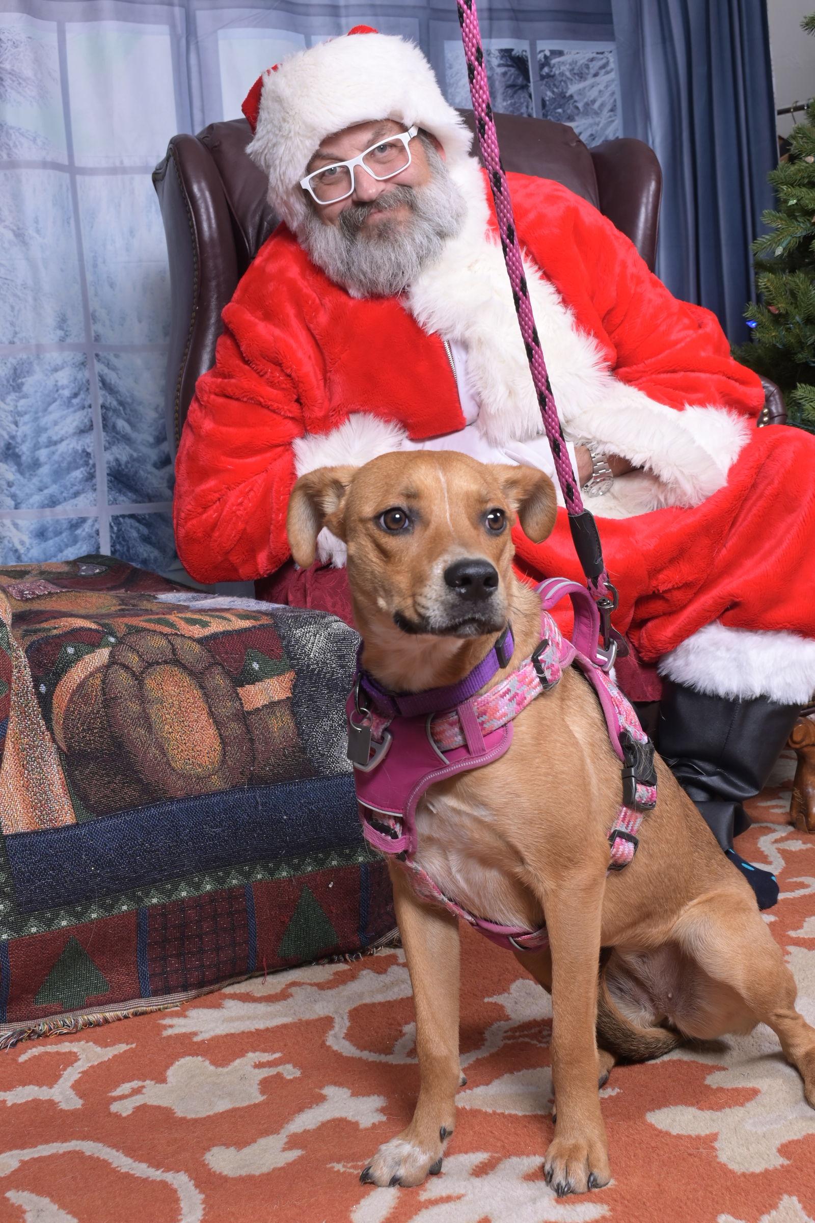 Dreamy, a Adoptable mixed breed in Evergreen, CO image 3/3