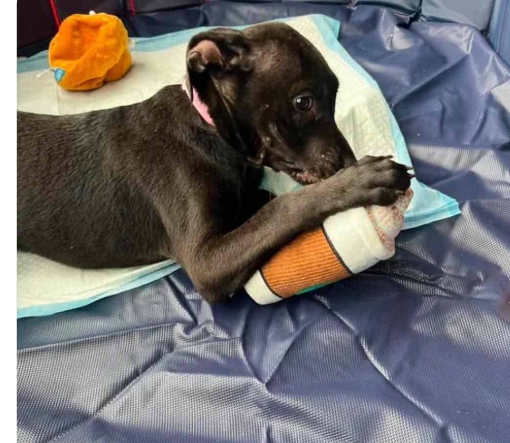 Enlarge Honey 2, a ADOPTABLE Labrador Retriever in Hampton, VA image 4/5