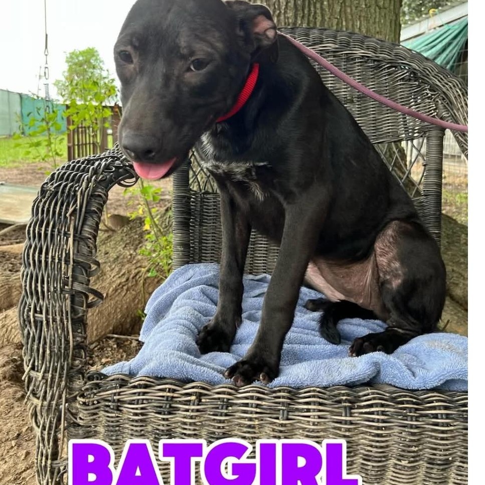 Enlarge BATGIRL, a ADOPTABLE Labrador Retriever in Hampton, VA image 4/5