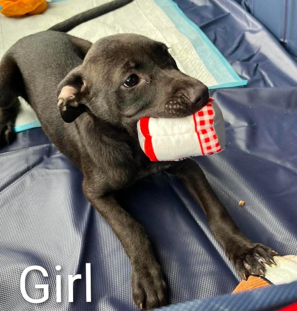 BATGIRL, ADOPTABLE, Young Female Labrador Retriever.