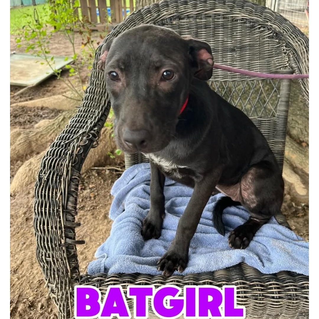 Enlarge BATGIRL, a ADOPTABLE Labrador Retriever in Hampton, VA image 5/5