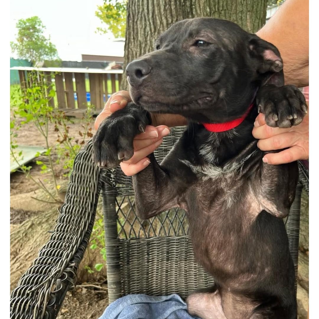 Enlarge BATGIRL, a ADOPTABLE Labrador Retriever in Hampton, VA image 3/5