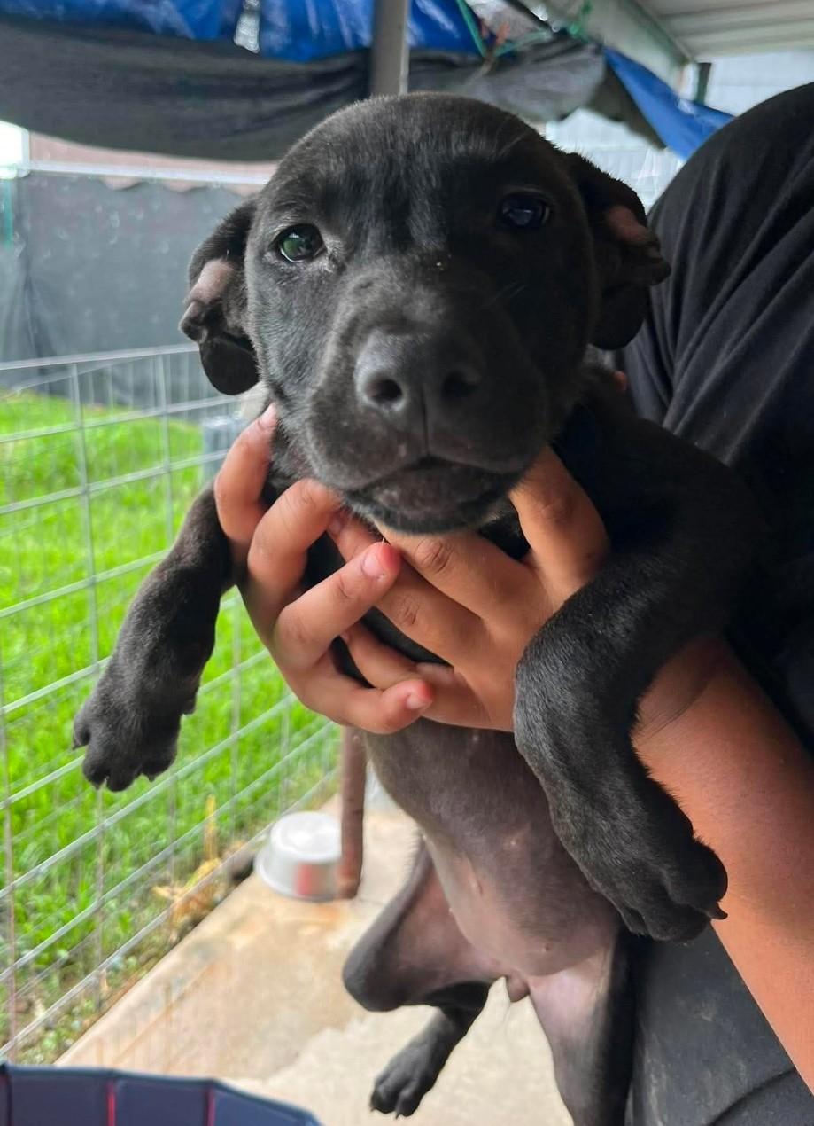 Honey 2, ADOPTABLE, Young Female Labrador Retriever.