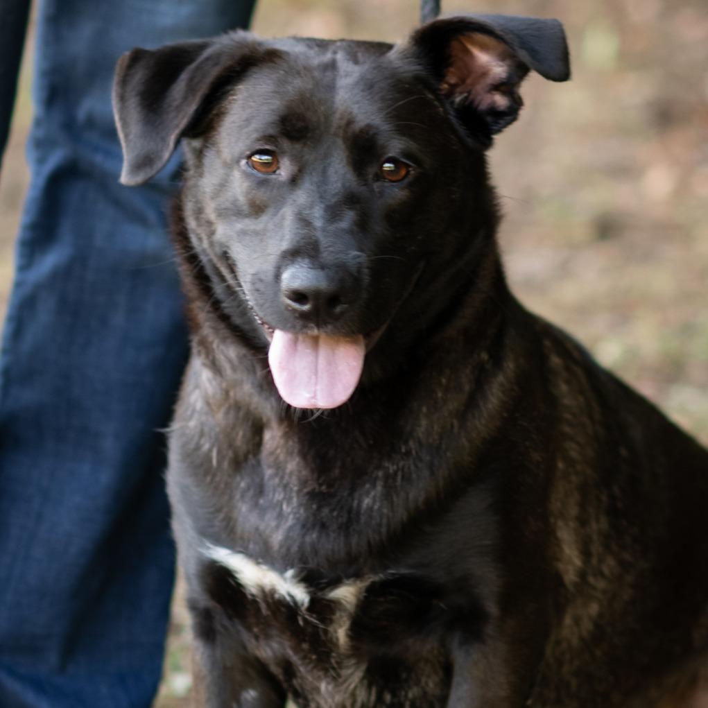 COCO-30118, Adoptable, Adult Female Black Labrador Retriever.