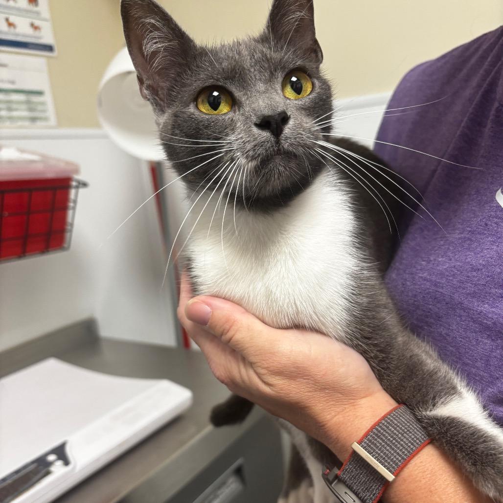Butters, Adoptable, Young Female Domestic Short Hair.