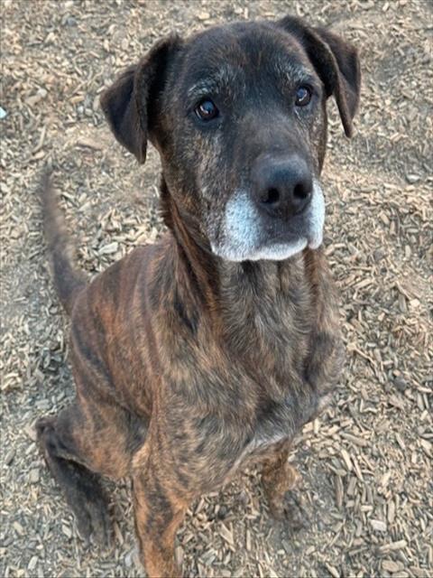 SAL, Adoptable, Adult Male Pit Bull Terrier & Mixed Breed.