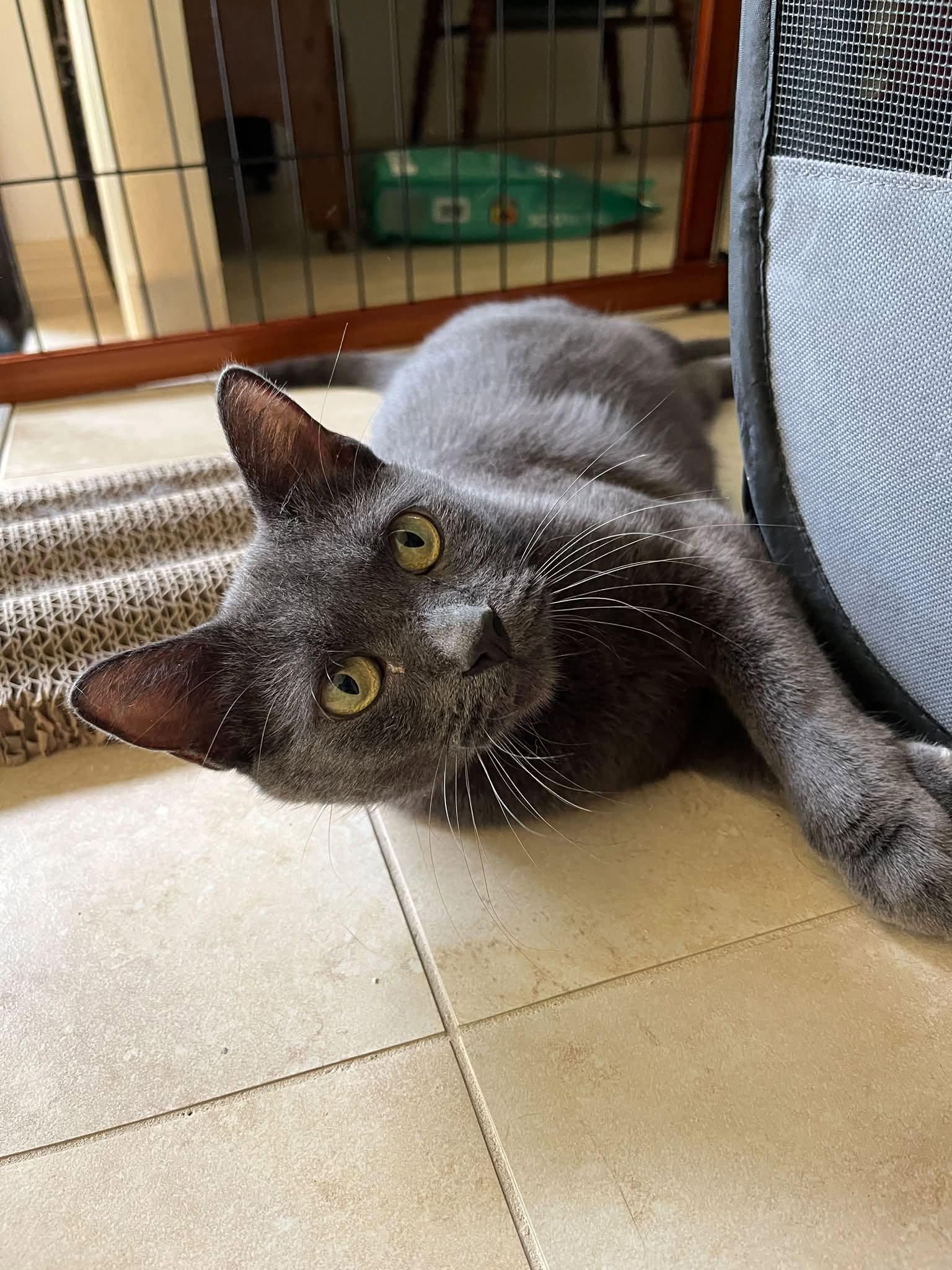 Enlarge Elvira, a Adoptable Domestic Short Hair in Naples, FL image 1/1