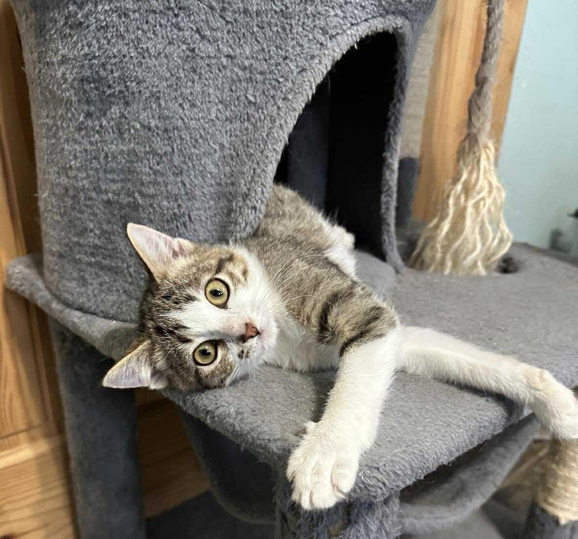 Enlarge JIMMY & JOE, a Adoptable mixed breed in Caribou, ME image 5/6