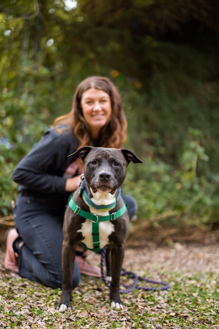 Cruiser, a Adoptable Pit Bull Terrier in Peoria, AZ image 1/12