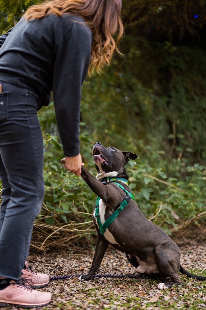 Cruiser, a Adoptable Pit Bull Terrier in Peoria, AZ image 2/12