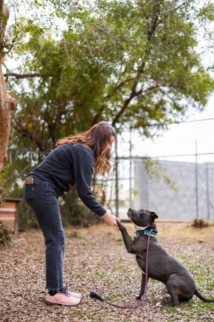 Cruiser, a Adoptable Pit Bull Terrier in Peoria, AZ image 3/12