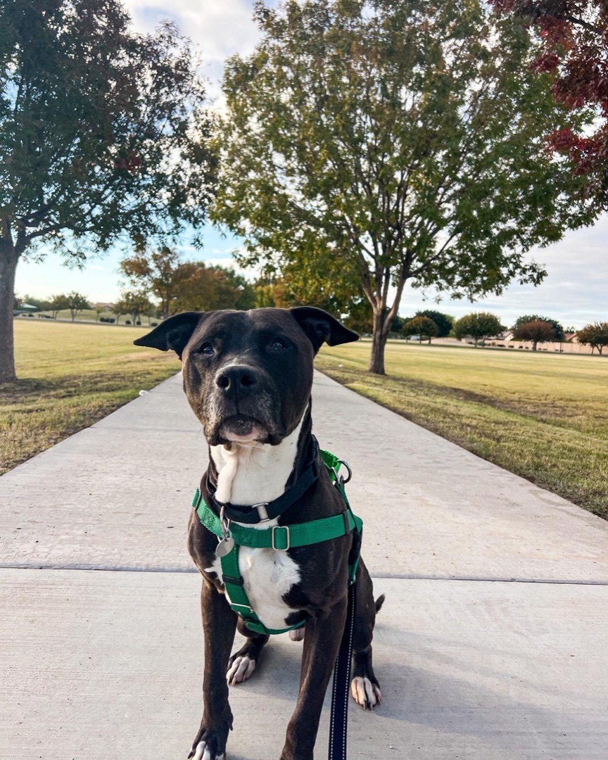 Dog for adoption Cruiser, a Pit Bull Terrier in Peoria, AZ Petfinder