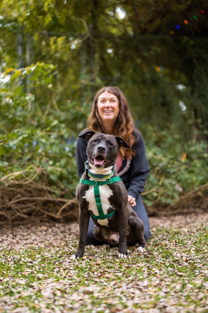 Cruiser, Adoptable, Adult Male Pit Bull Terrier.
