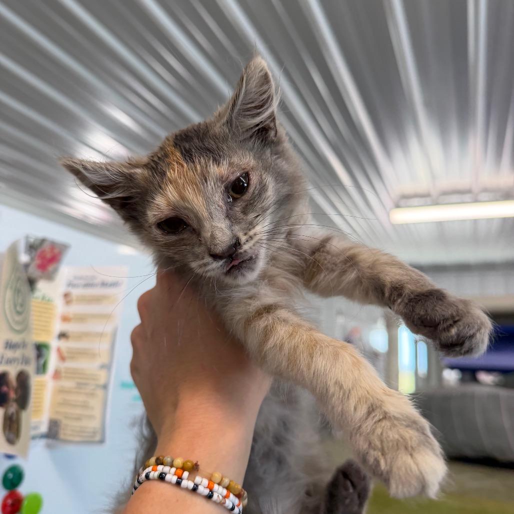 Enlarge Niblet, a Adoptable Domestic Short Hair in Spanish Fork, UT image 1/1