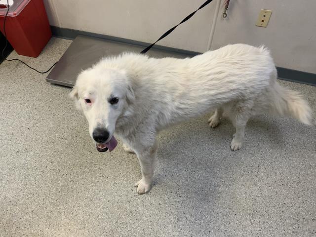 SKYE, Adoptable, Young Female Great Pyrenees & Mixed Breed.
