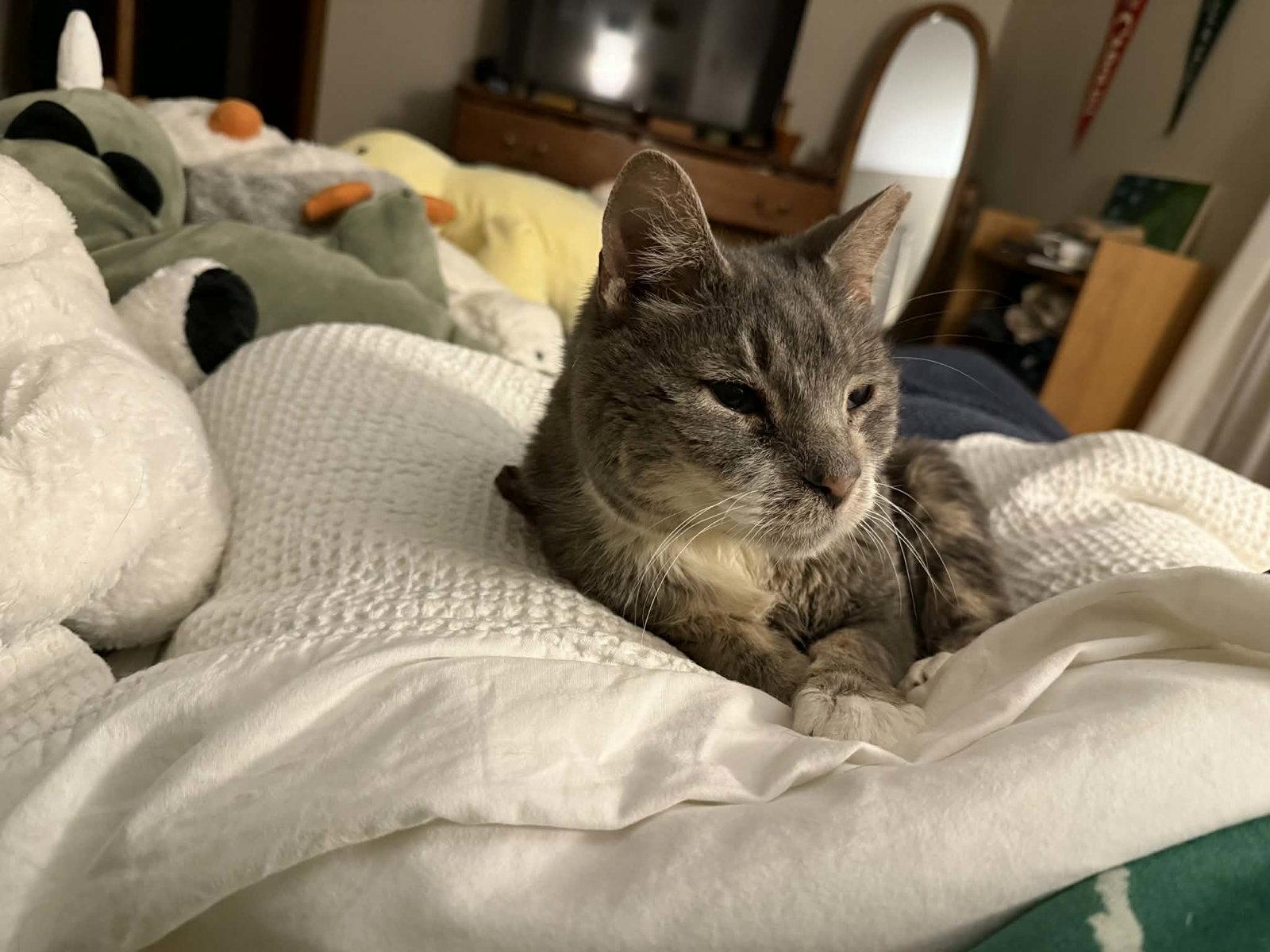 Bodhi, Adopted, Adult Male Domestic Short Hair.