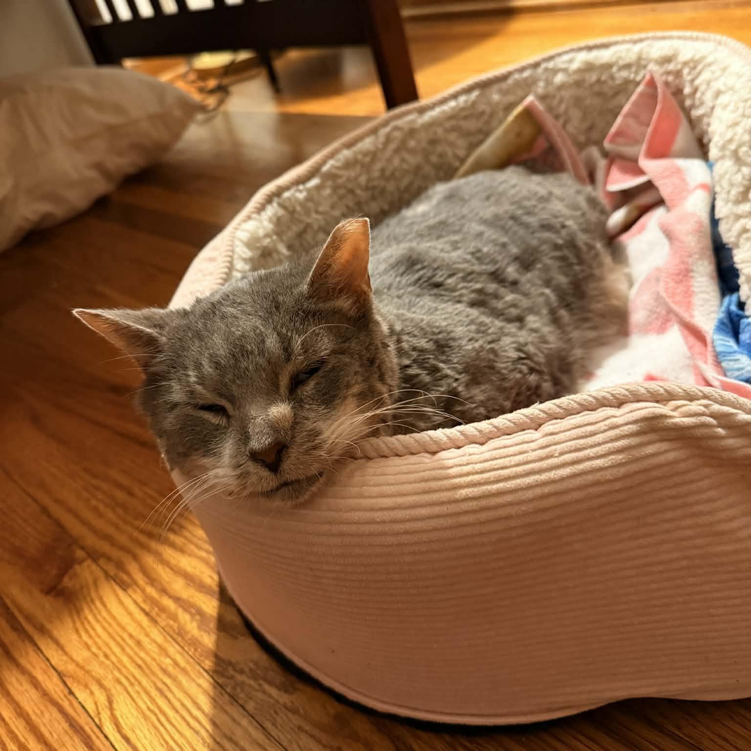 Enlarge Bodhi, a Adopted Domestic Short Hair in Dublin, OH image 2/3