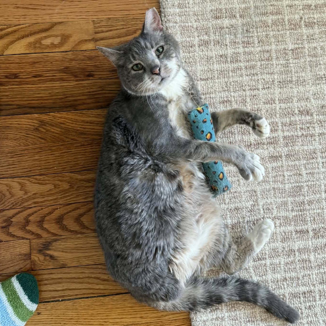 Enlarge Bodhi, a Adopted Domestic Short Hair in Dublin, OH image 3/3