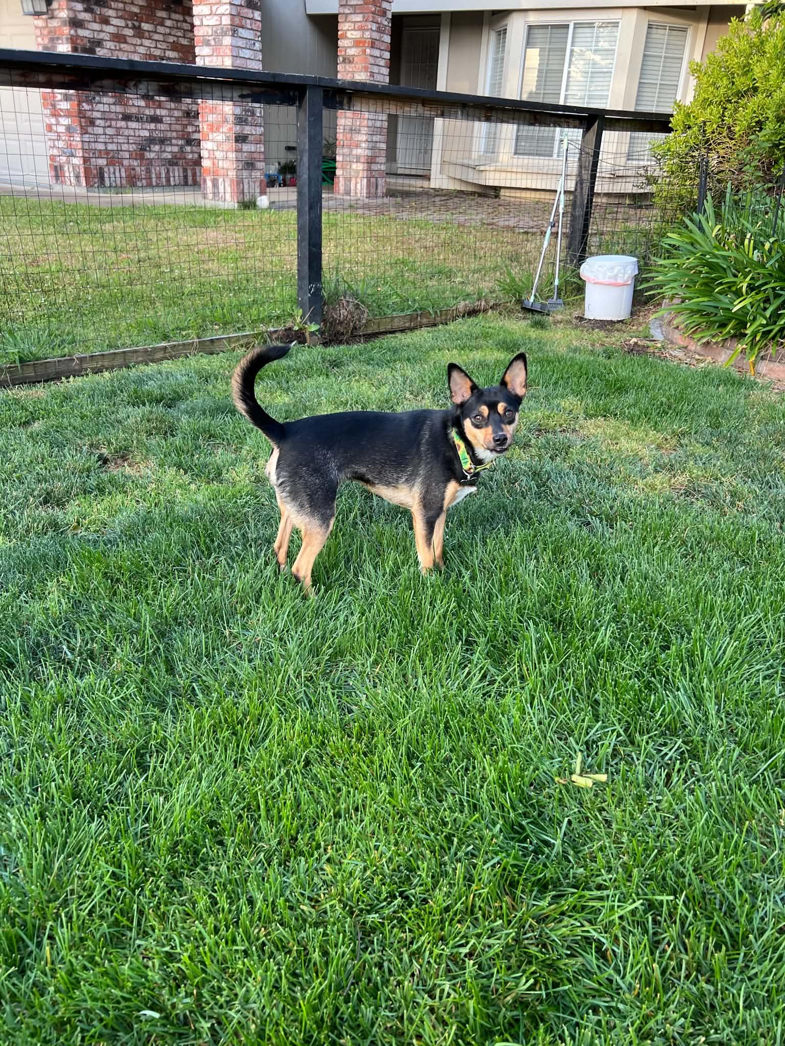 Enlarge Snickers, a ADOPTABLE mixed breed in Lincoln, CA image 2/3