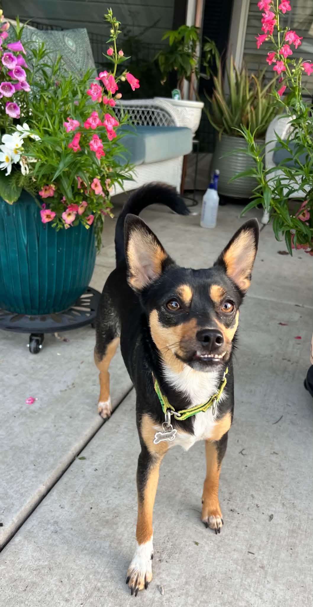 Snickers, ADOPTABLE, Young Female Chihuahua.