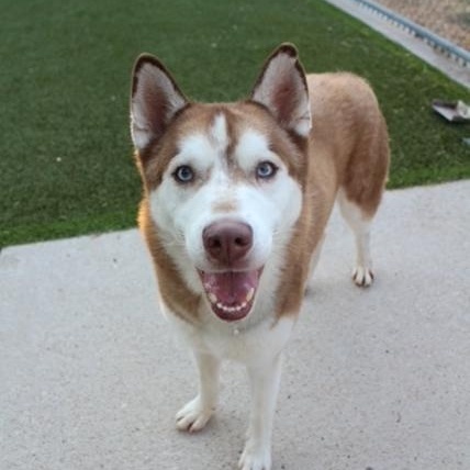 Liuka, ADOPTABLE, Adult Male Husky.