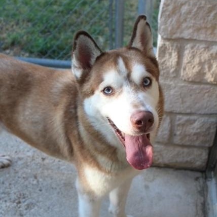 Enlarge Liuka, a ADOPTABLE Husky in Lake Dallas, TX image 2/3