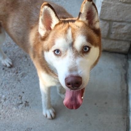 Enlarge Liuka, a ADOPTABLE Husky in Lake Dallas, TX image 3/3