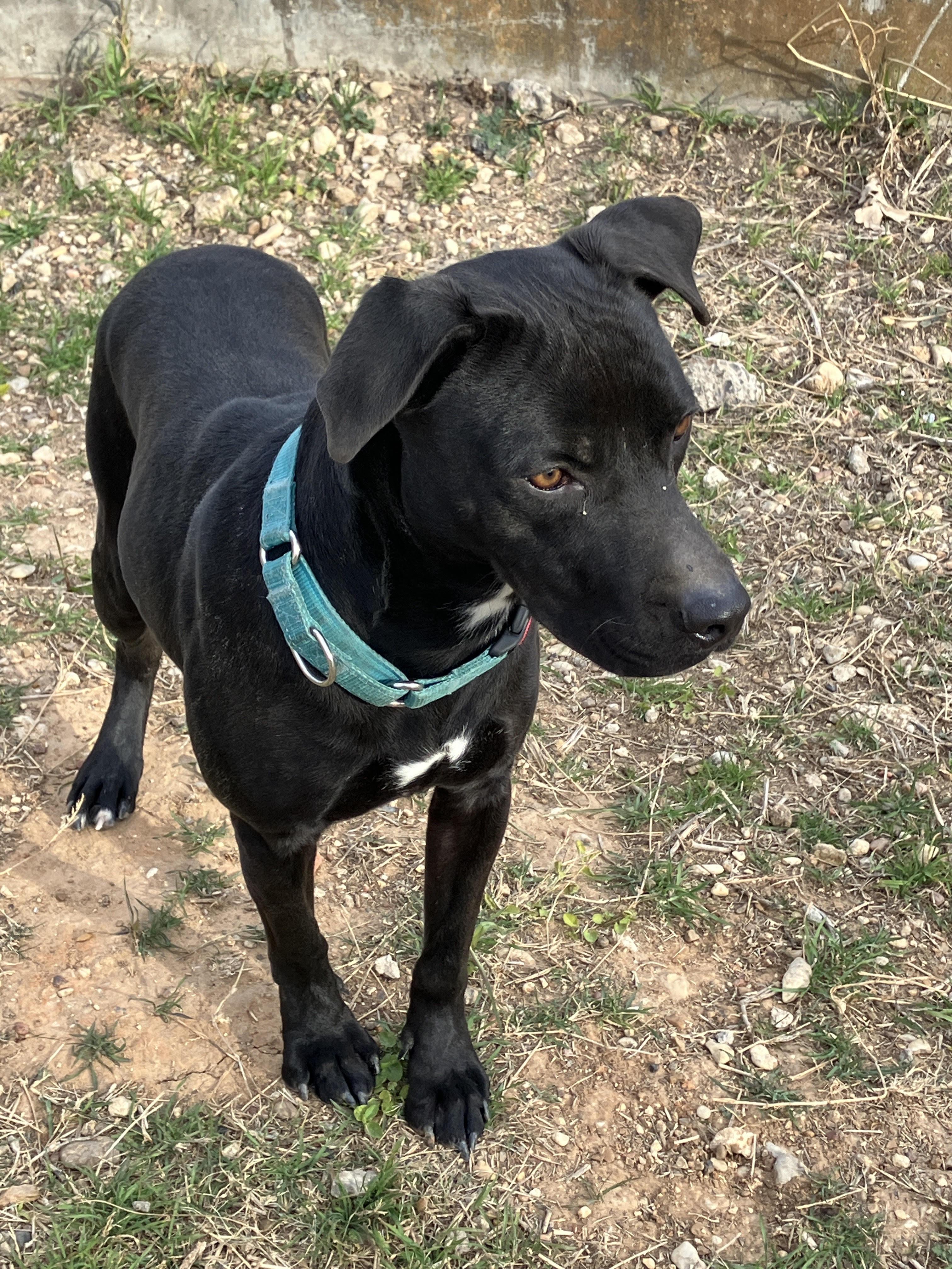 Enlarge COLE - Lively and Loveable, a Adoptable mixed breed in Granbury, TX image 1/6