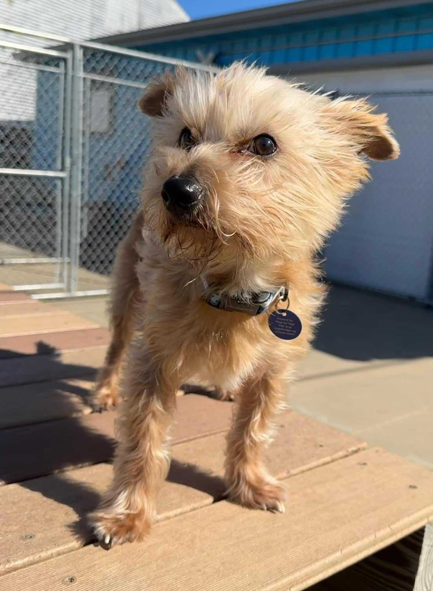 Enlarge Benji, an adopted mixed breed in Cedar Rapids, IA image 6/6