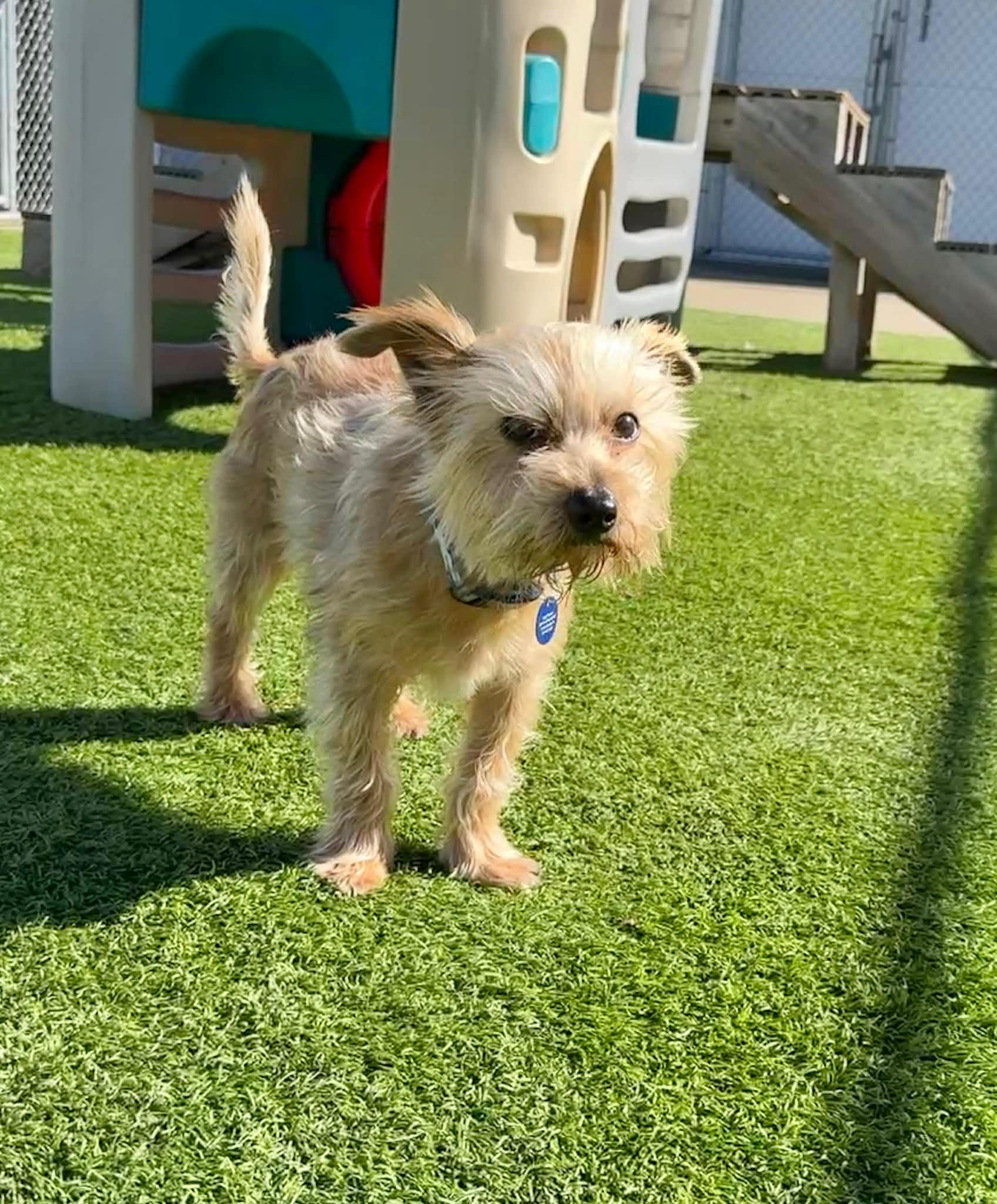 Enlarge Benji, an adopted mixed breed in Cedar Rapids, IA image 5/6