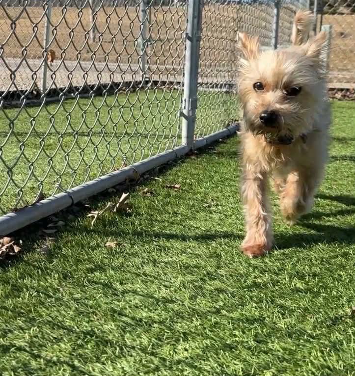 Enlarge Benji, an adopted mixed breed in Cedar Rapids, IA image 3/6