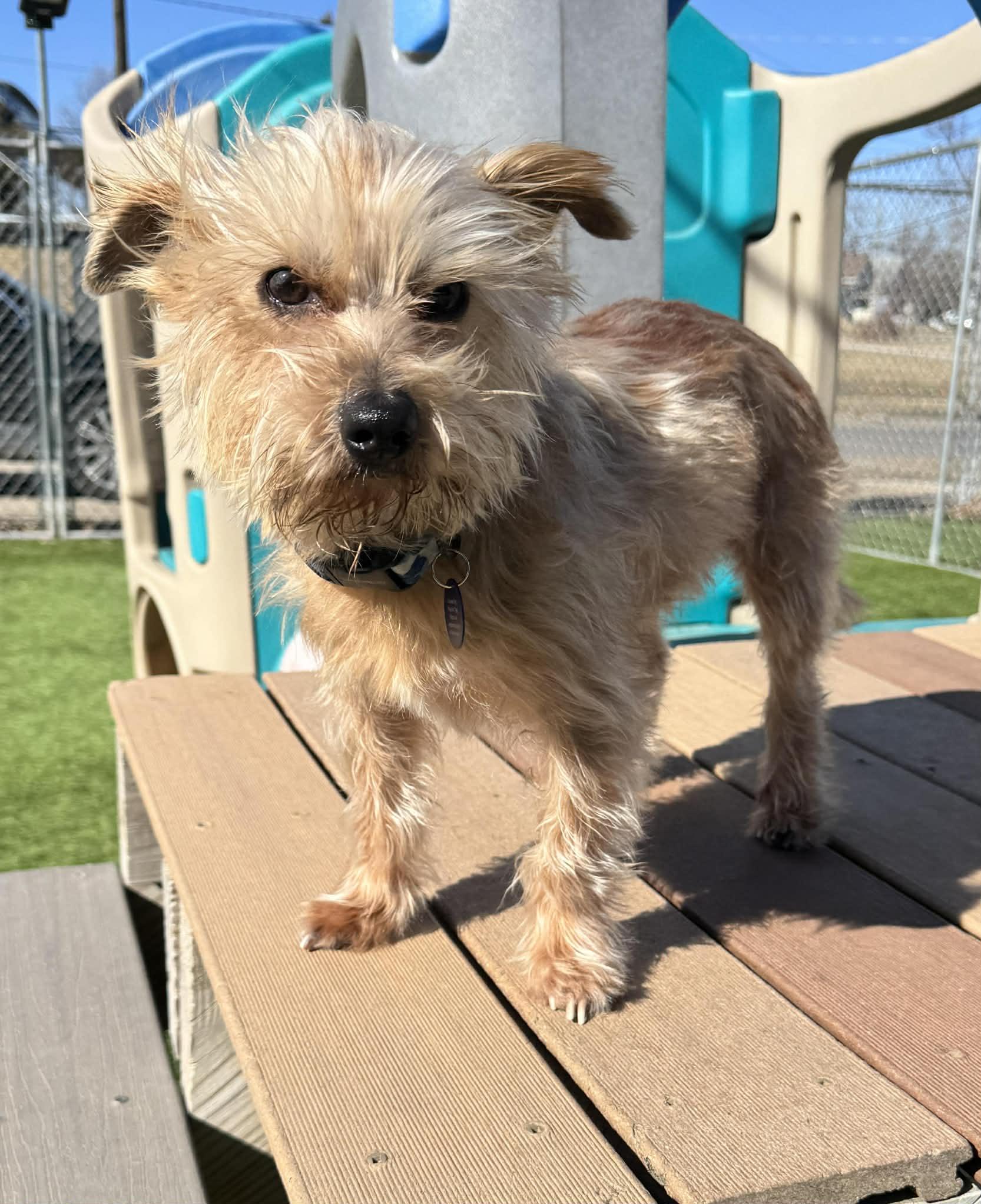 Enlarge Benji, an adopted mixed breed in Cedar Rapids, IA image 2/6