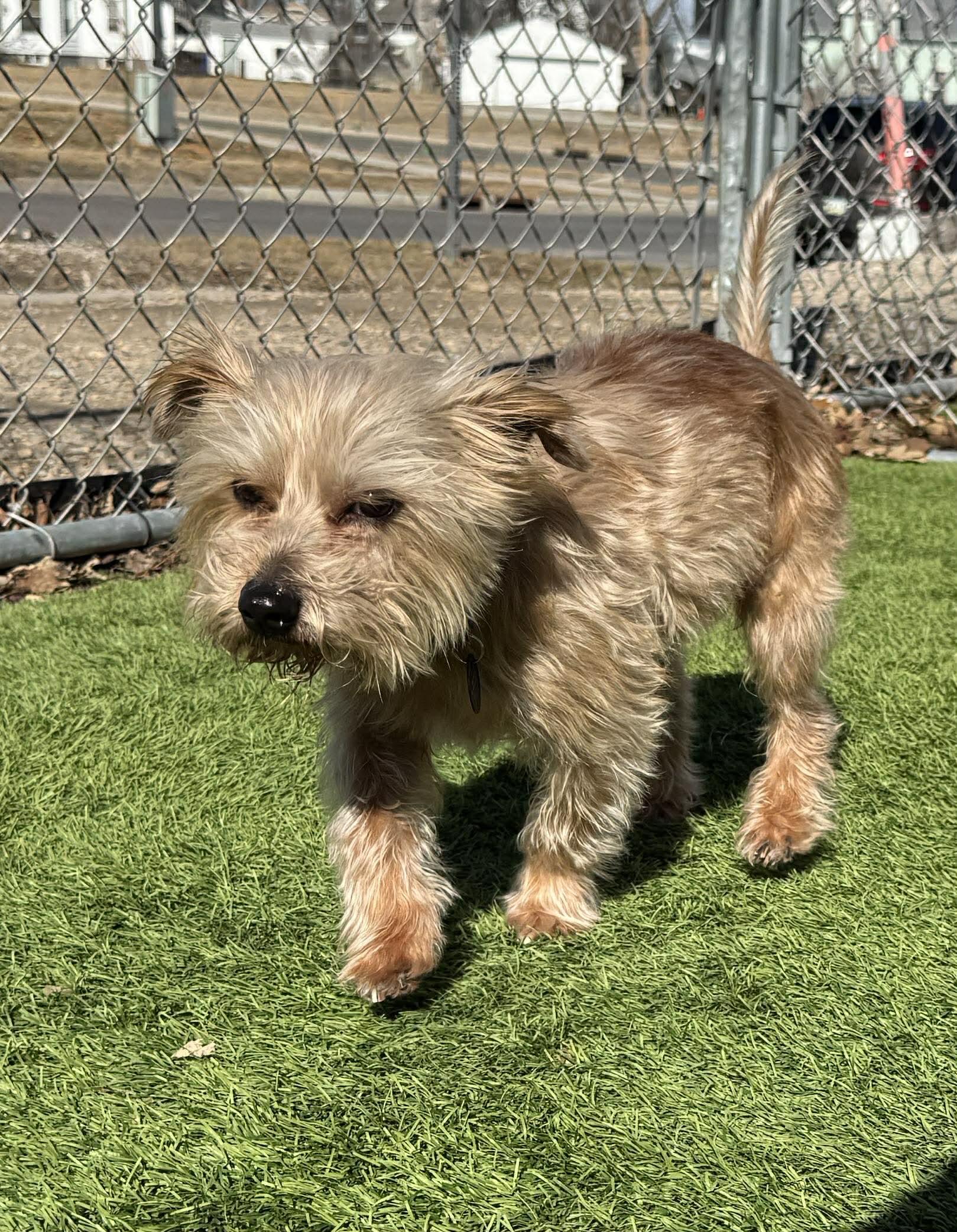 Enlarge Benji, an adopted mixed breed in Cedar Rapids, IA image 4/6
