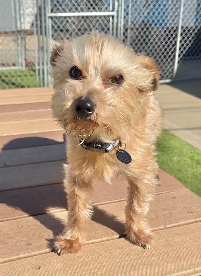 Benji, adopted, Adult Male Terrier & Mixed Breed.