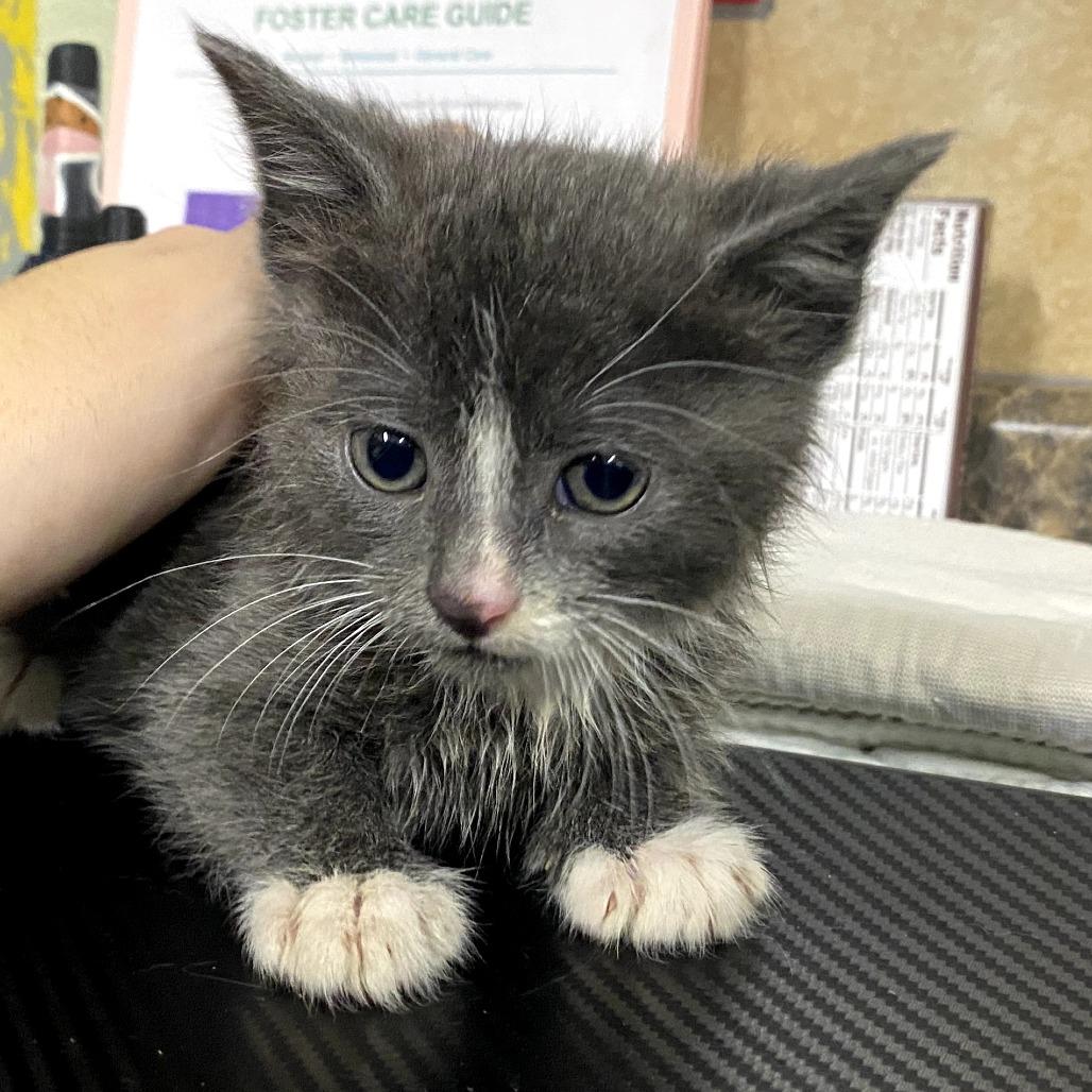 Linka, Adoptable, Kitten Male Domestic Short Hair.