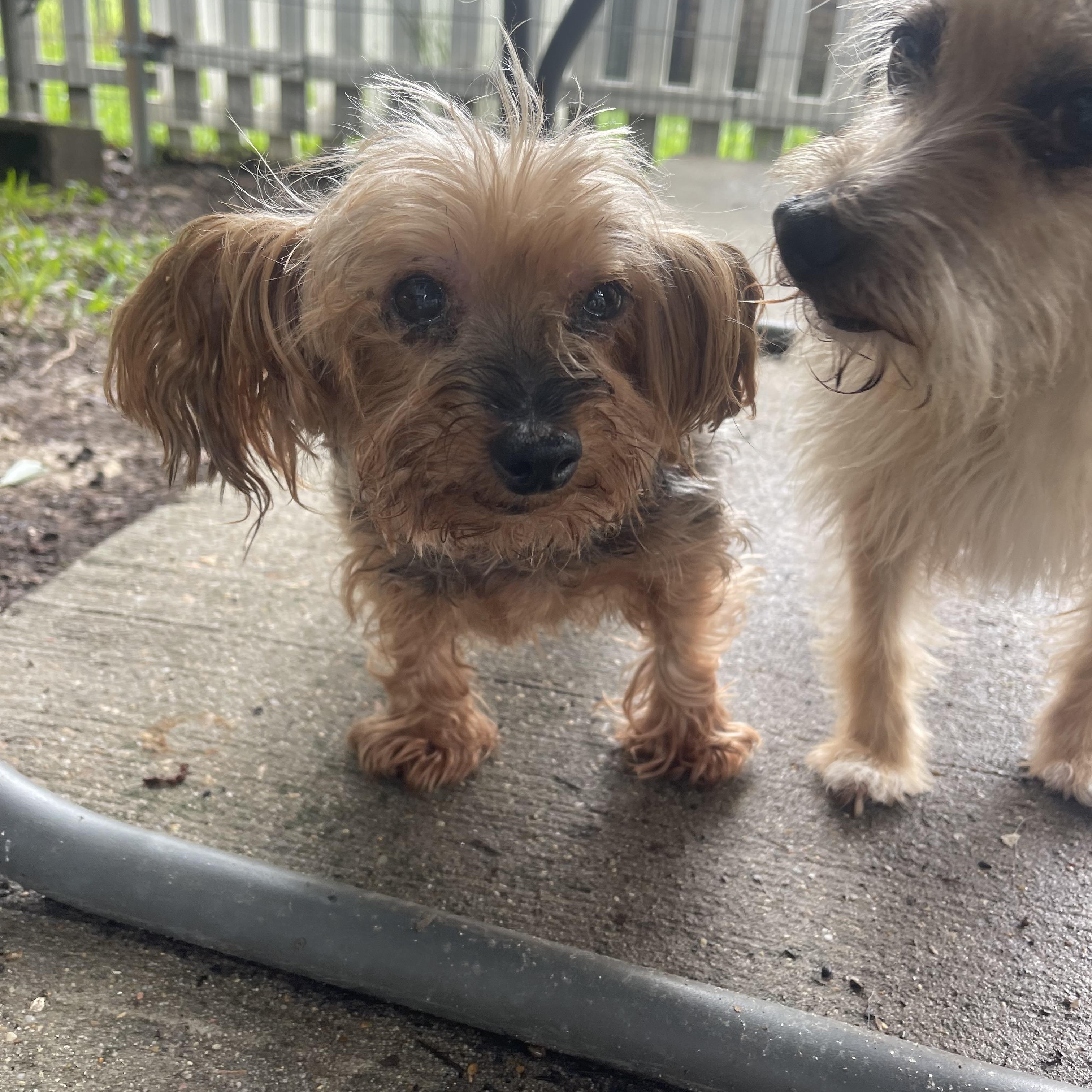 Enlarge Bella, a Adoptable Yorkshire Terrier in Baton Rouge, LA image 4/5