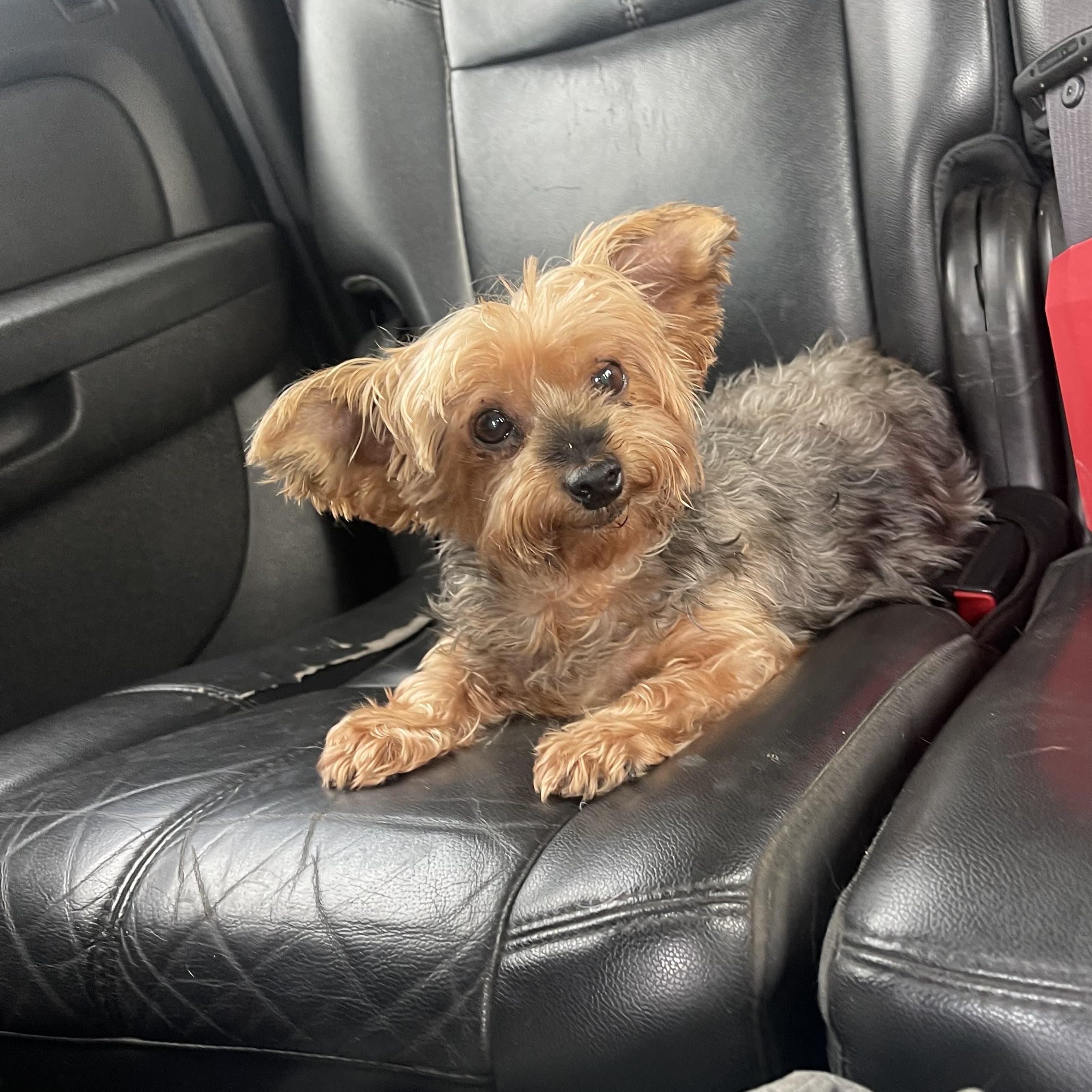 Bella, Adoptable, Senior Female Yorkshire Terrier.