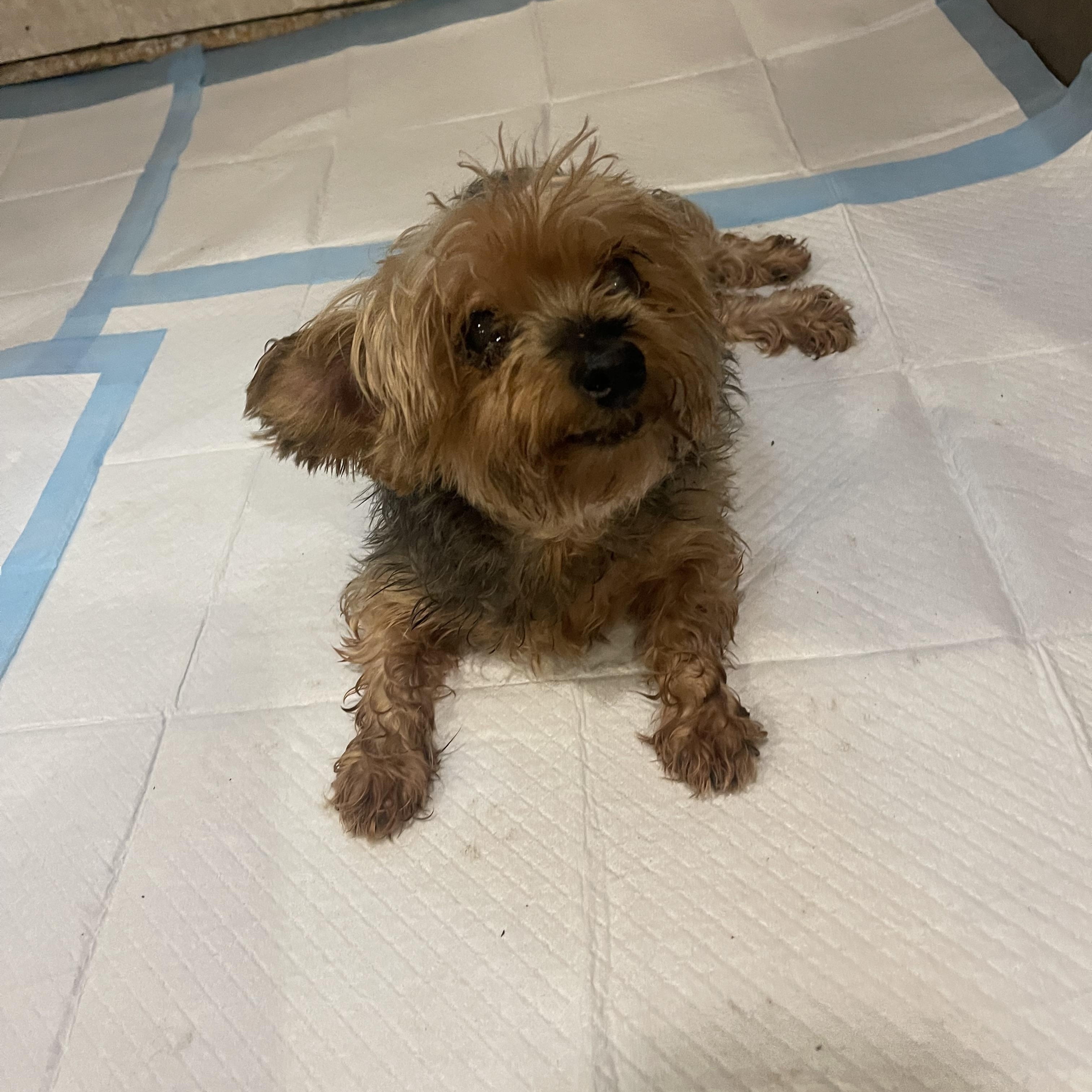 Enlarge Bella, a Adoptable Yorkshire Terrier in Baton Rouge, LA image 2/5