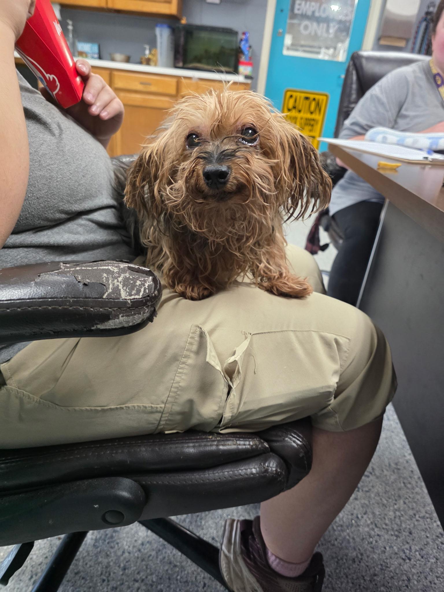 Enlarge Bella, a Adoptable Yorkshire Terrier in Baton Rouge, LA image 5/5