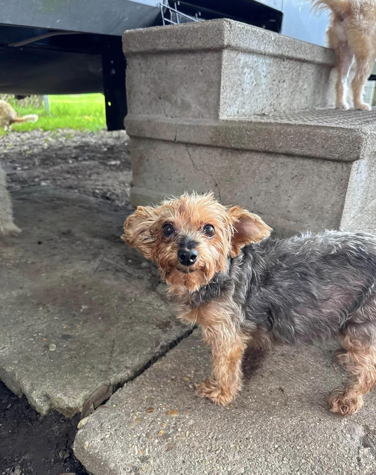Enlarge Bella, a Adoptable Yorkshire Terrier in Baton Rouge, LA image 3/5