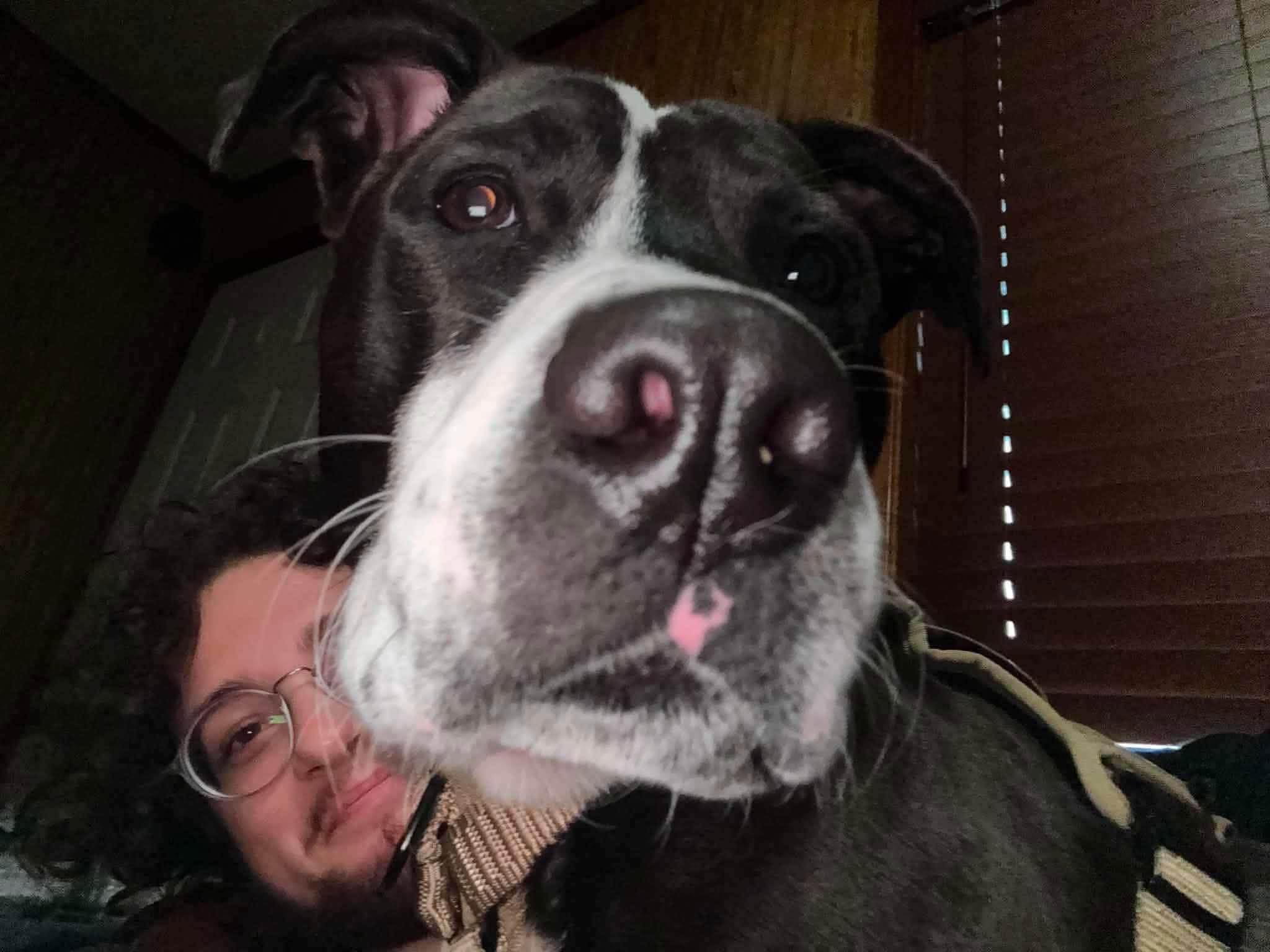 Enlarge Winston, a ADOPTABLE Mixed Breed in Northwood, NH image 6/6