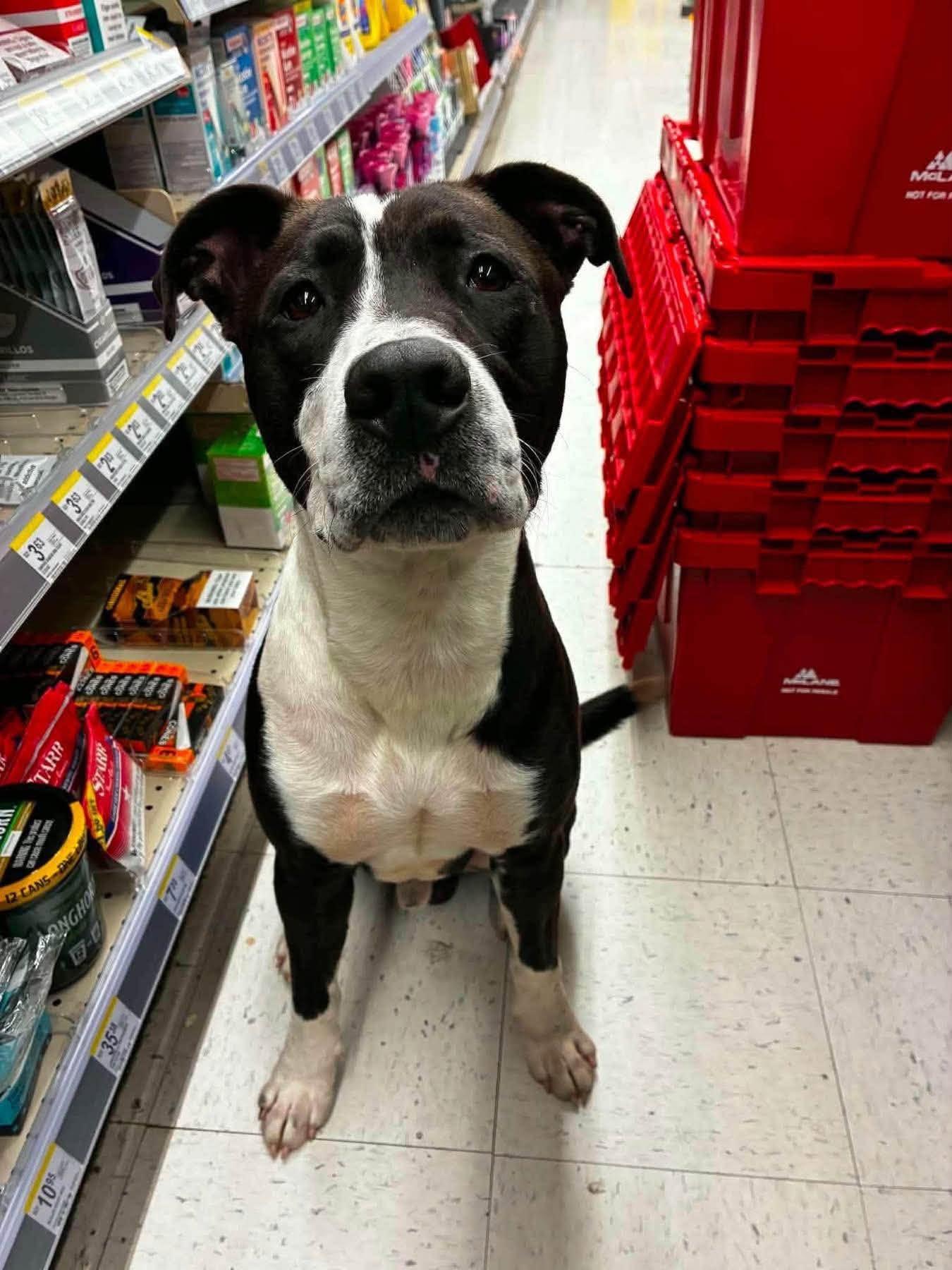 Enlarge Winston, a ADOPTABLE Mixed Breed in Northwood, NH image 5/6