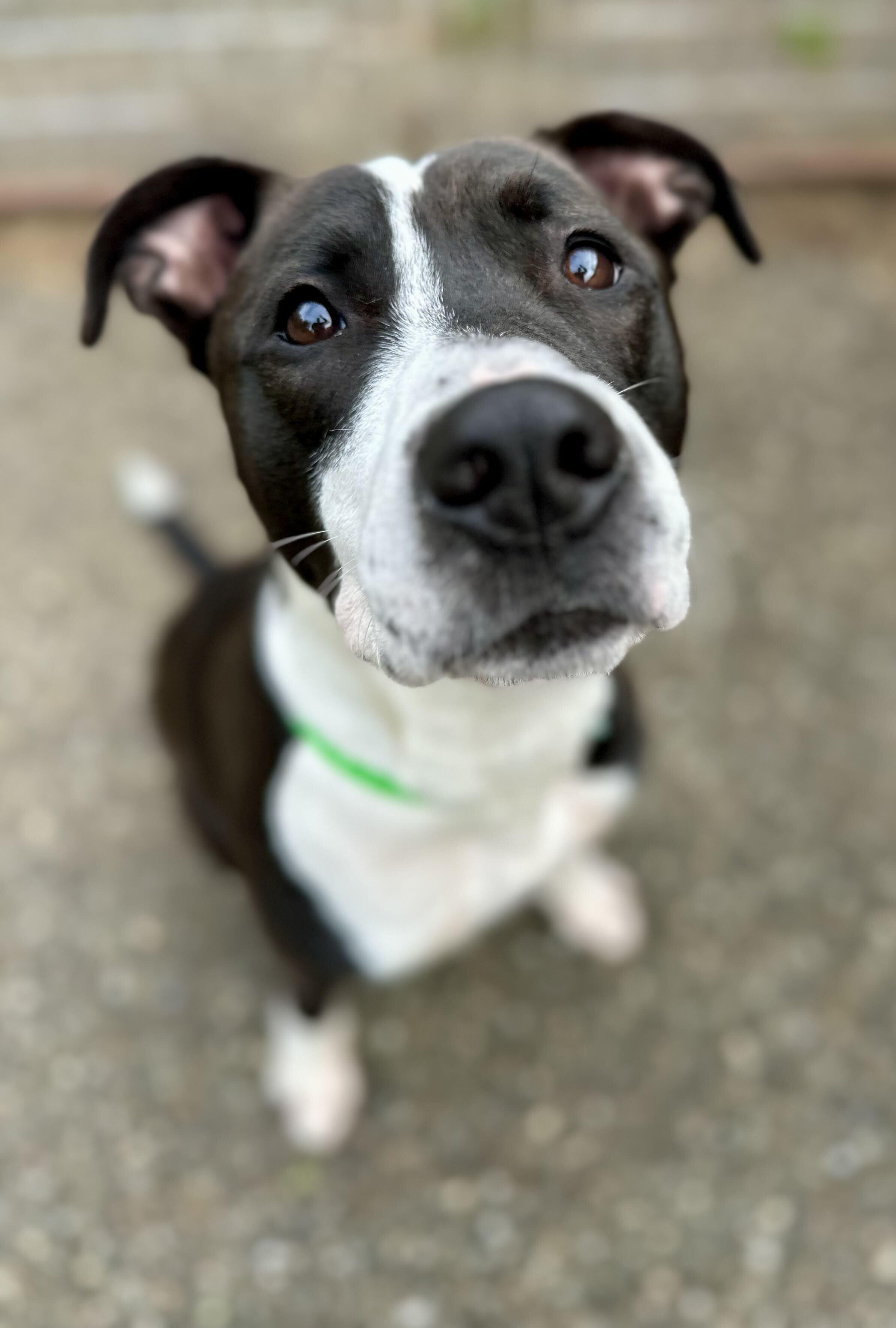 Enlarge Winston, a Adoptable Mixed Breed in Northwood, NH image 5/6