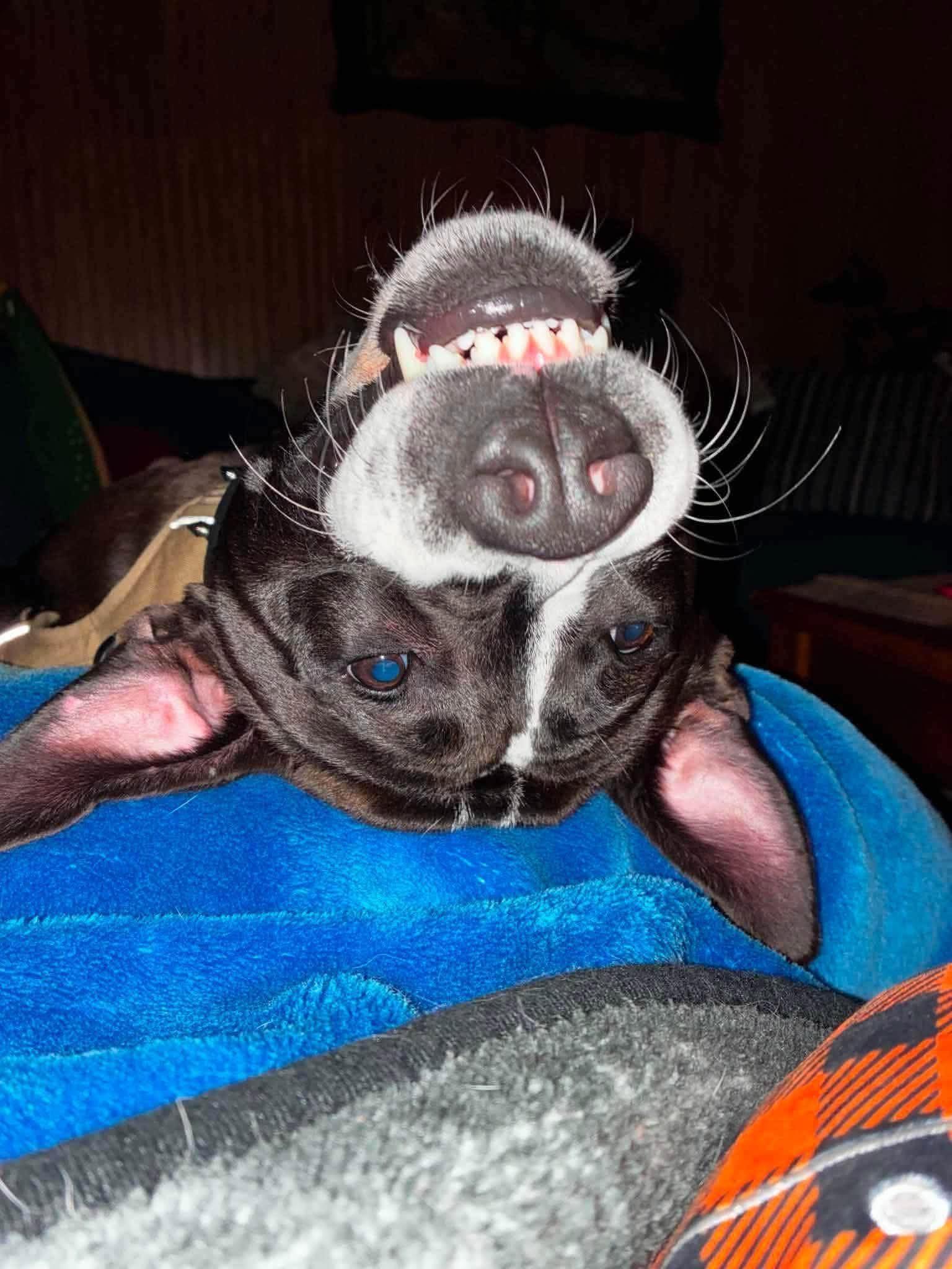 Enlarge Winston, a ADOPTABLE Mixed Breed in Northwood, NH image 4/6