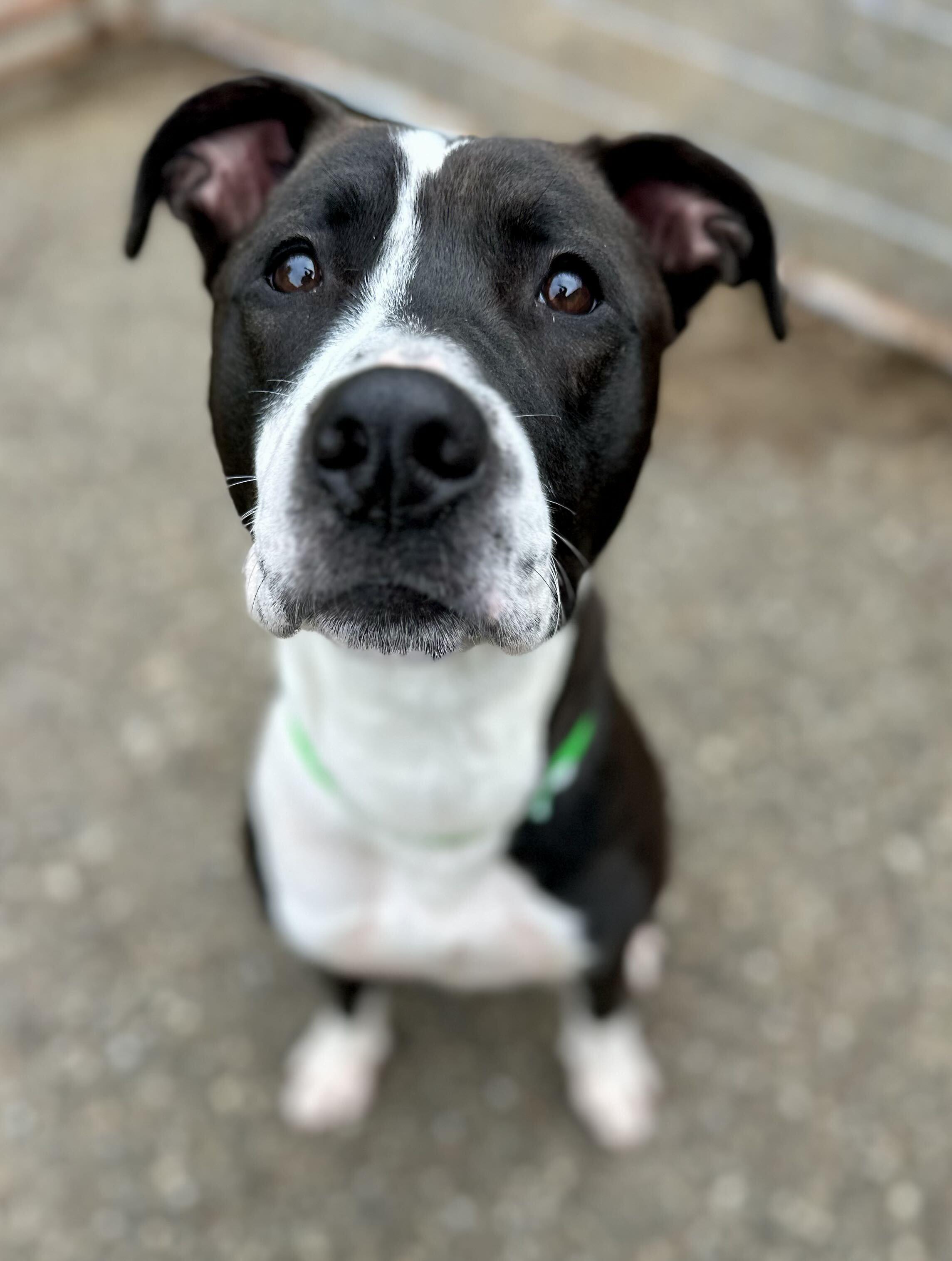 Enlarge Winston, a Adoptable Mixed Breed in Northwood, NH image 6/6