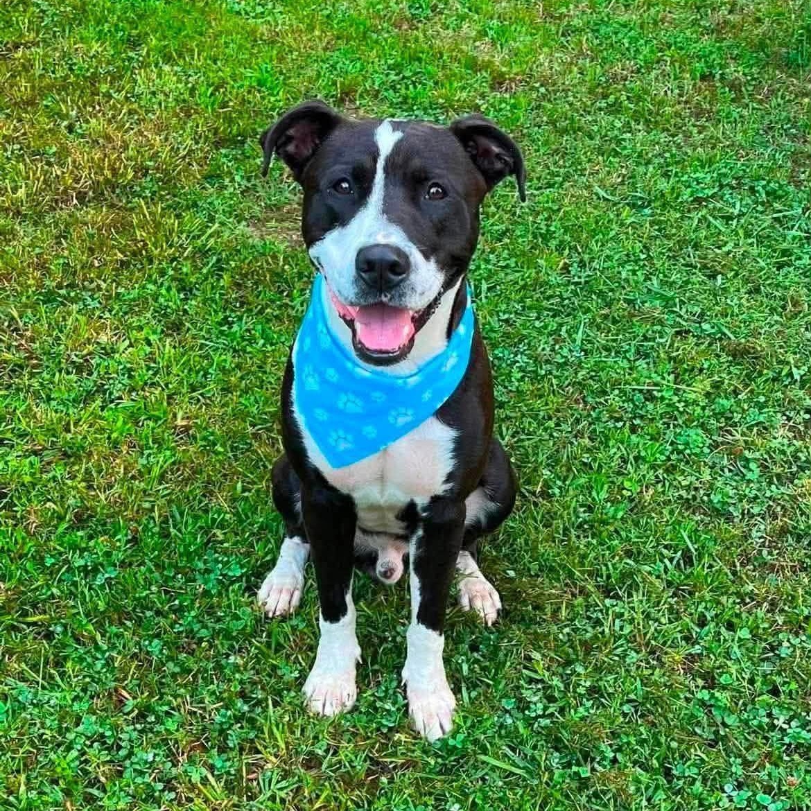 Enlarge Winston, a ADOPTABLE Mixed Breed in Northwood, NH image 1/6