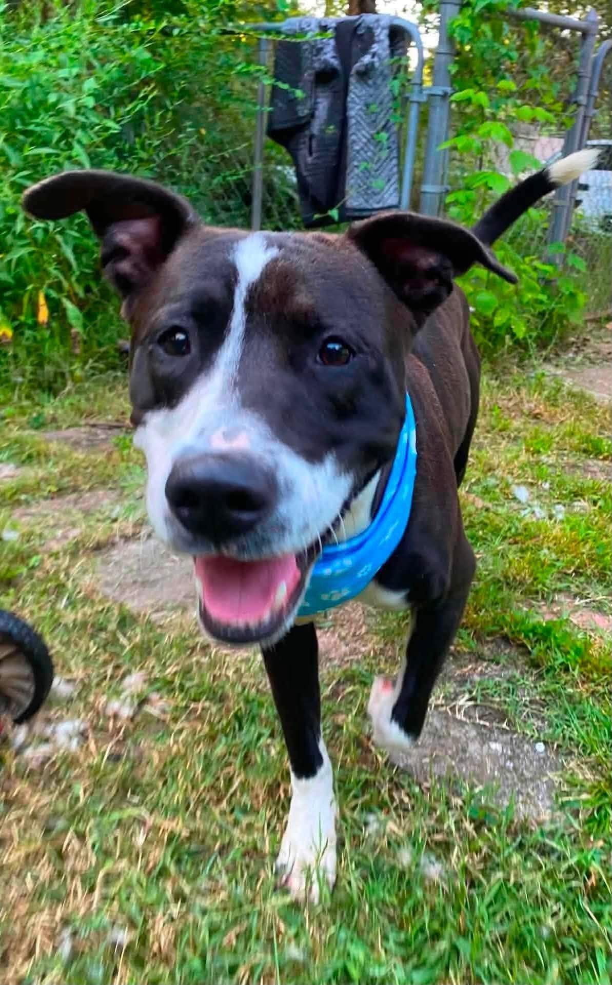 Enlarge Winston, a ADOPTABLE Mixed Breed in Northwood, NH image 2/6