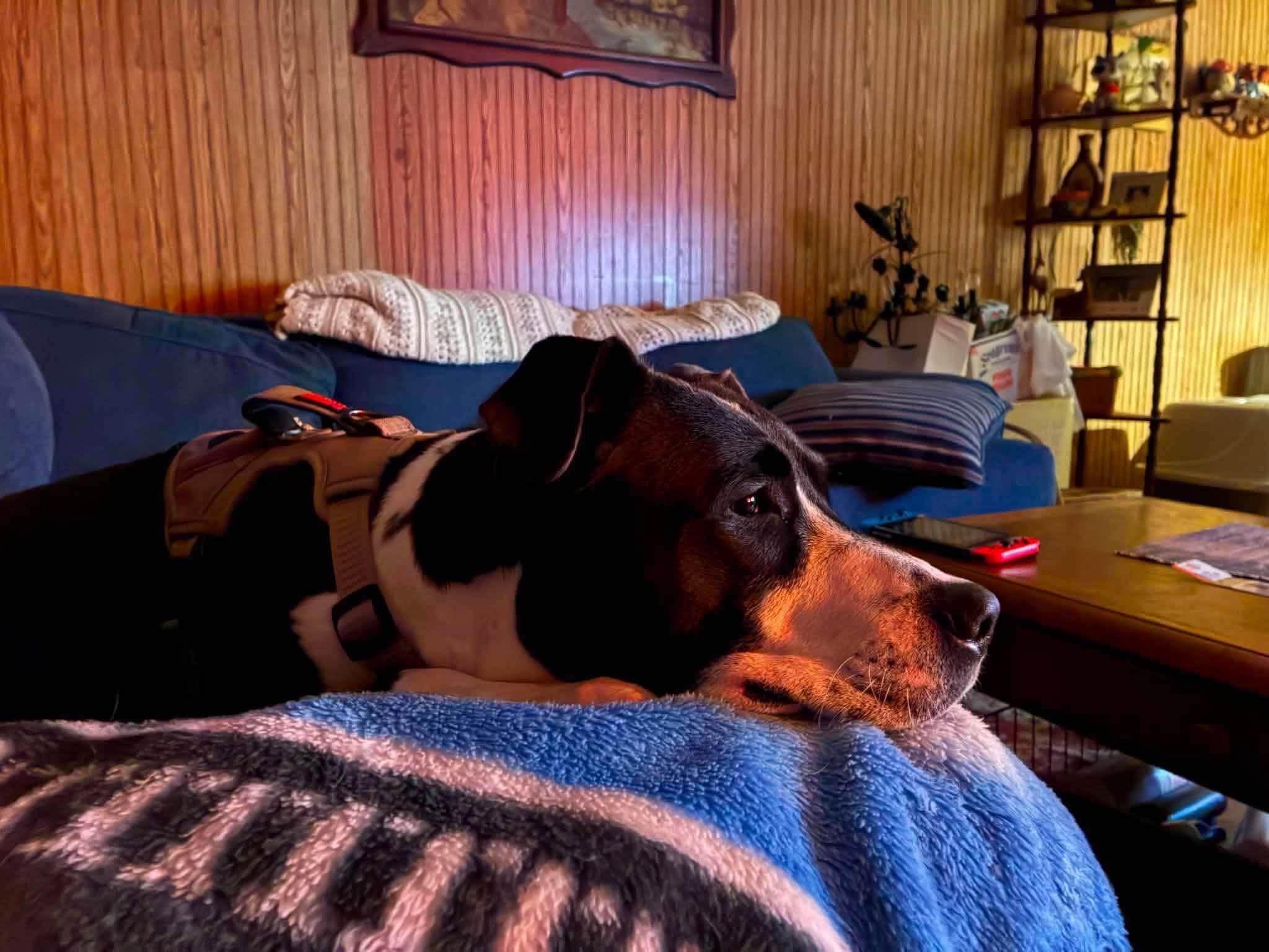 Enlarge Winston, a ADOPTABLE Mixed Breed in Northwood, NH image 3/6