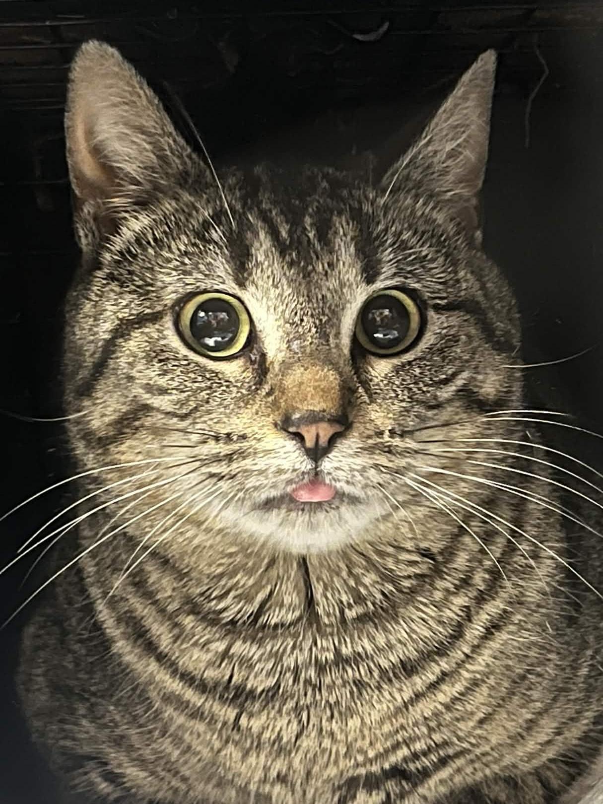 Enlarge Piper, a Adoptable Domestic Short Hair in Kenosha, WI image 1/5